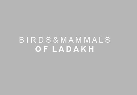 Birds and Mammals