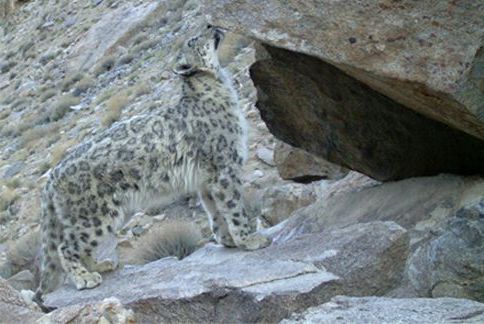 Snow Leopard Conservancy