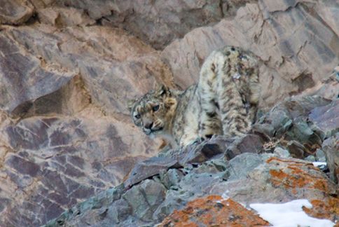 Snow Leopard Conservancy