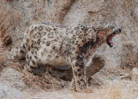 Snow Leopard Conservancy