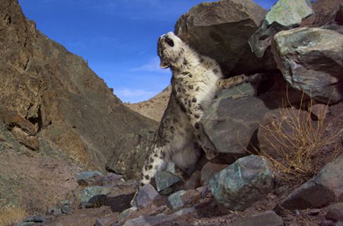 Snow Leopard Conservancy