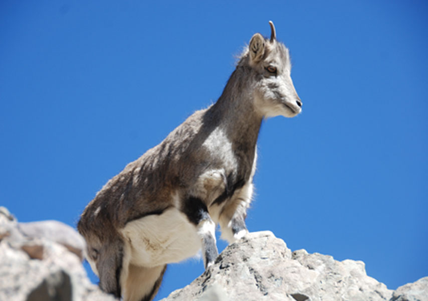 LADAKH WILDLIFE