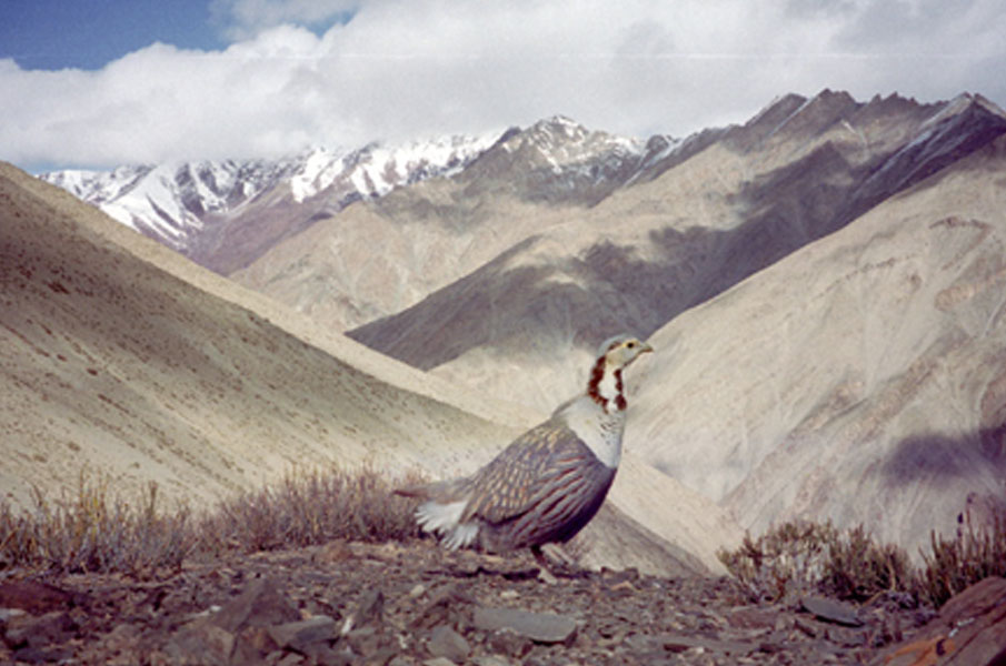 LADAKH WILDLIFE