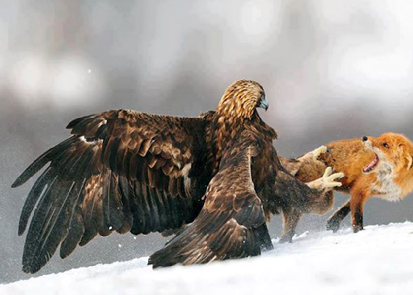GOLDEN EAGLE