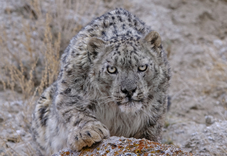 Snow Leopard Conservancy