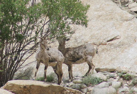 Snow Leopard Conservancy