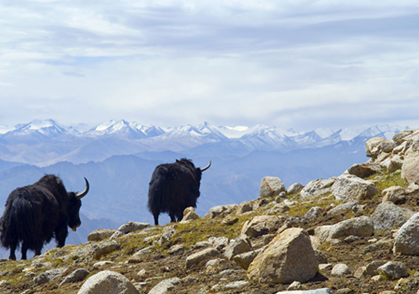 LADAKH WILDLIFE