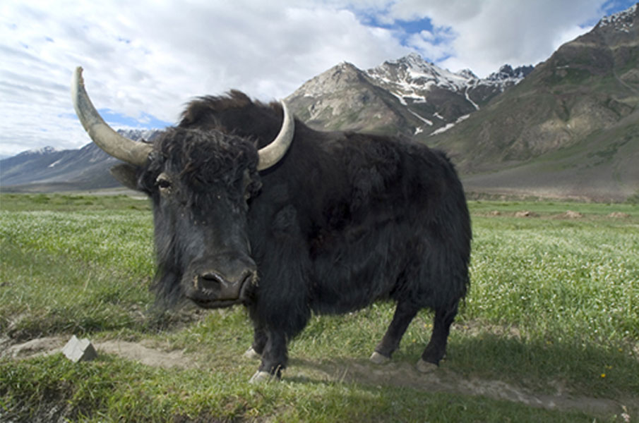 YAK